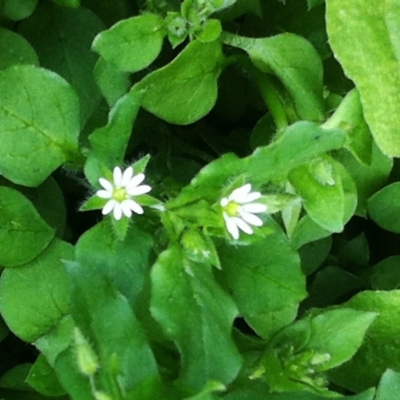 Stellaria media (Common Chickweed) at Hughes, ACT - 8 Sep 2017 by ruthkerruish