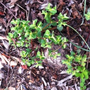 Euphorbia peplus at Hughes, ACT - 9 Sep 2017 12:00 AM