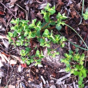 Euphorbia peplus at Hughes, ACT - 9 Sep 2017