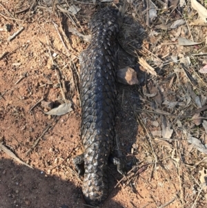 Tiliqua rugosa at Majura, ACT - 10 Sep 2017 12:34 PM