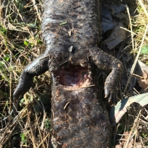 Tiliqua rugosa at Majura, ACT - 10 Sep 2017