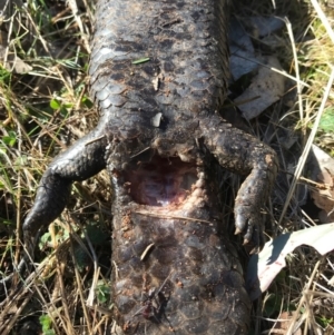 Tiliqua rugosa at Majura, ACT - 10 Sep 2017