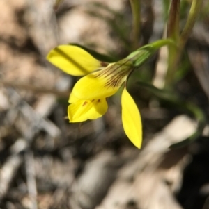 Diuris chryseopsis at Goorooyarroo NR (ACT) - suppressed