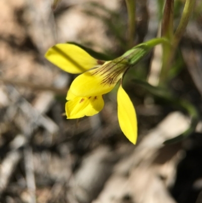 Diuris chryseopsis (Golden Moth) at Goorooyarroo NR (ACT) - 10 Sep 2017 by AaronClausen