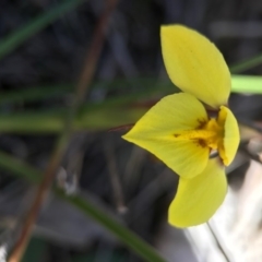 Diuris chryseopsis at Goorooyarroo NR (ACT) - suppressed