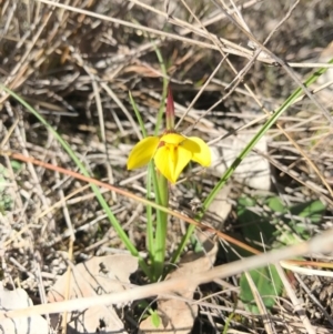 Diuris chryseopsis at Goorooyarroo NR (ACT) - suppressed