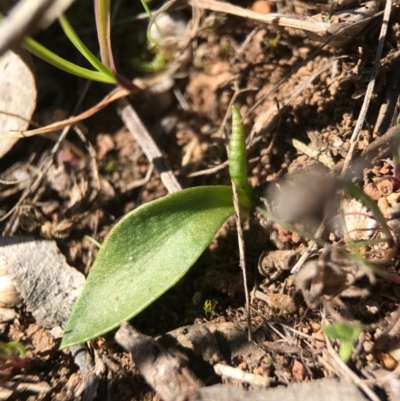 Ophioglossum lusitanicum (Adder's Tongue) at Gungahlin, ACT - 10 Sep 2017 by AaronClausen