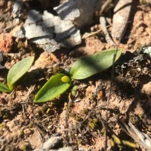 Ophioglossum lusitanicum at Gungahlin, ACT - 10 Sep 2017 12:36 PM