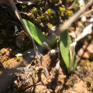 Ophioglossum lusitanicum at Gungahlin, ACT - 10 Sep 2017 12:36 PM