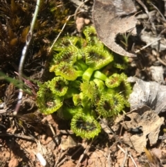 Drosera sp. (A Sundew) at Gungahlin, ACT - 10 Sep 2017 by AaronClausen