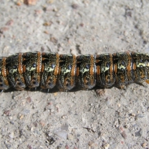 Apina callisto at Kambah, ACT - 9 Sep 2017 03:05 PM