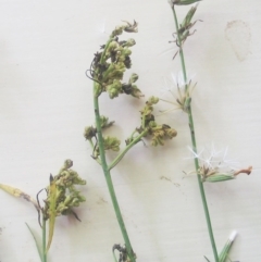 Chondrilla juncea (Skeleton Weed) at Garran, ACT - 30 Jan 2016 by ruthkerruish