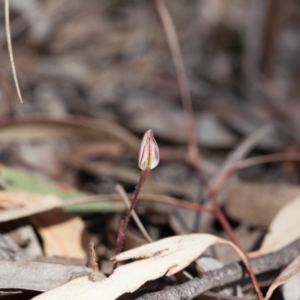 Caladenia fuscata at Bruce, ACT - suppressed