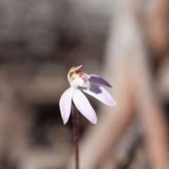 Caladenia fuscata at Bruce, ACT - 10 Sep 2017