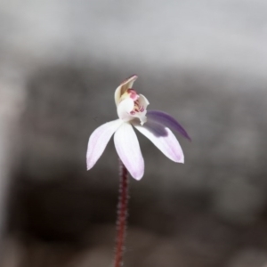 Caladenia fuscata at Bruce, ACT - 10 Sep 2017