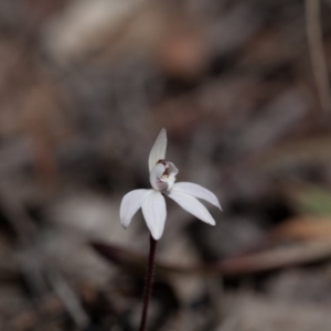 Caladenia fuscata at Bruce, ACT - 10 Sep 2017