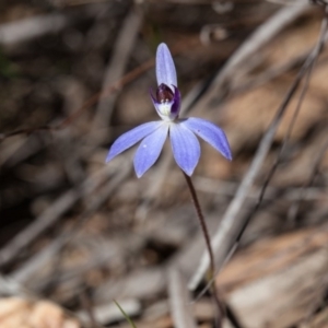 Cyanicula caerulea at Bruce, ACT - suppressed