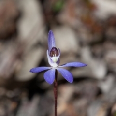 Cyanicula caerulea at Bruce, ACT - suppressed