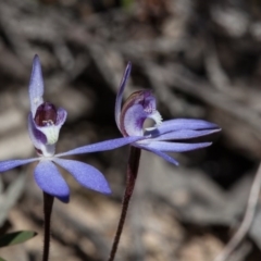 Cyanicula caerulea at Bruce, ACT - suppressed