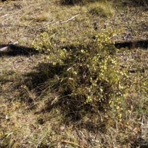 Acacia ulicifolia at Canberra Central, ACT - 10 Sep 2017