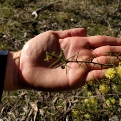 Acacia ulicifolia at Canberra Central, ACT - 10 Sep 2017