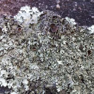 Parmeliaceae (family) (A lichen family) at Mount Taylor - 10 Sep 2017 by RosemaryRoth