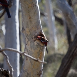 Platycercus elegans at Bruce, ACT - 10 Sep 2017 10:01 AM