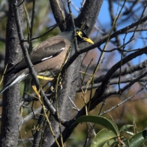 Acridotheres tristis at Higgins, ACT - 14 Aug 2017