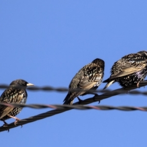 Sturnus vulgaris at Higgins, ACT - 14 Aug 2017