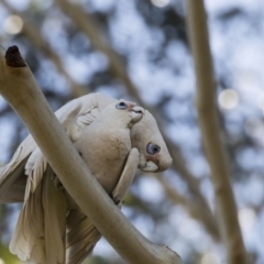 Cacatua sanguinea (Little Corella) at Higgins, ACT - 14 Aug 2017 by AlisonMilton