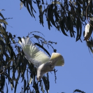 Cacatua sanguinea at Higgins, ACT - 14 Aug 2017 01:37 PM