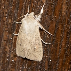 Mythimna (Pseudaletia) convecta at Higgins, ACT - 14 Aug 2017 05:41 PM