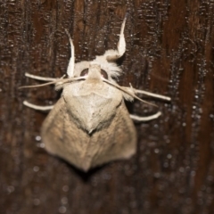 Mythimna (Pseudaletia) convecta at Higgins, ACT - 14 Aug 2017 05:41 PM