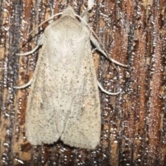 Mythimna (Pseudaletia) convecta at Higgins, ACT - 14 Aug 2017 05:41 PM