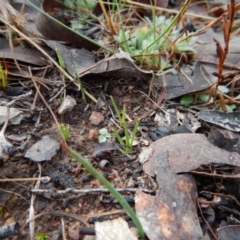 Diuris chryseopsis at Belconnen, ACT - suppressed