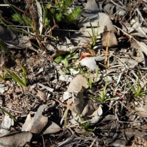 Diuris chryseopsis at Belconnen, ACT - suppressed