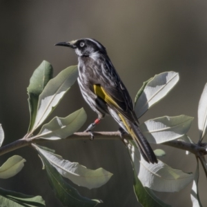 Phylidonyris novaehollandiae at Canberra Central, ACT - 19 Aug 2017 11:08 AM