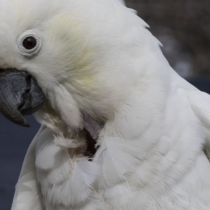 Cacatua galerita at Higgins, ACT - 21 Aug 2017