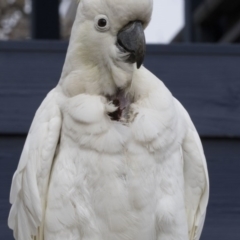 Cacatua galerita at Higgins, ACT - 21 Aug 2017