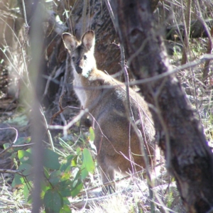 Notamacropus rufogriseus at Chifley, ACT - 9 Sep 2017