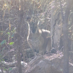 Notamacropus rufogriseus at Chifley, ACT - 9 Sep 2017