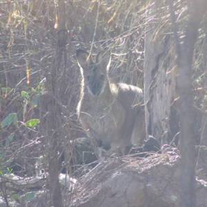 Notamacropus rufogriseus at Chifley, ACT - 9 Sep 2017 10:18 AM