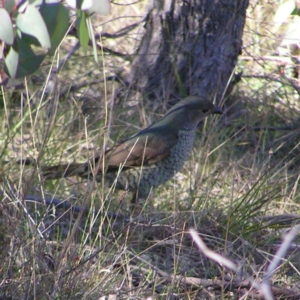 Ptilonorhynchus violaceus at Kambah, ACT - 9 Sep 2017