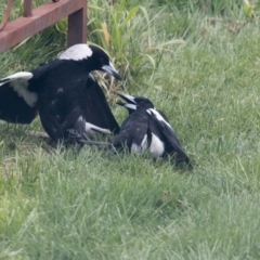 Gymnorhina tibicen (Australian Magpie) at Higgins, ACT - 21 Aug 2017 by Alison Milton