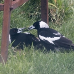 Gymnorhina tibicen at Higgins, ACT - 21 Aug 2017