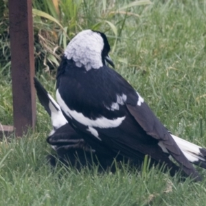 Gymnorhina tibicen at Higgins, ACT - 21 Aug 2017 11:06 AM