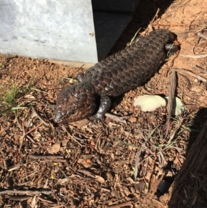 Tiliqua rugosa at Gundaroo, NSW - 10 Sep 2017