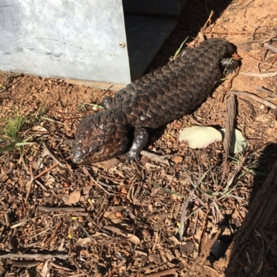 Tiliqua rugosa (Shingleback Lizard) at Gundaroo, NSW - 10 Sep 2017 by nada