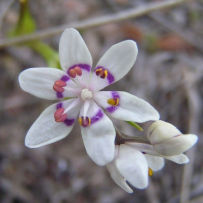 Wurmbea dioica subsp. dioica (Early Nancy) at Kambah, ACT - 9 Sep 2017 by MatthewFrawley