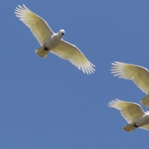 Cacatua galerita at Phillip, ACT - 9 Aug 2017